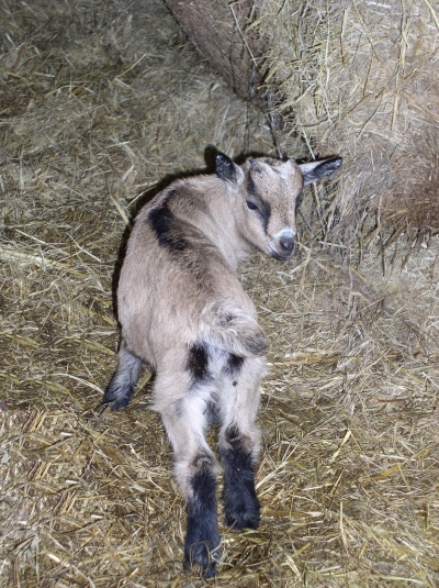 CHEVREAU