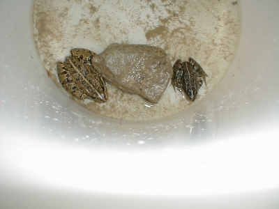 GRENOUILLE AGILE