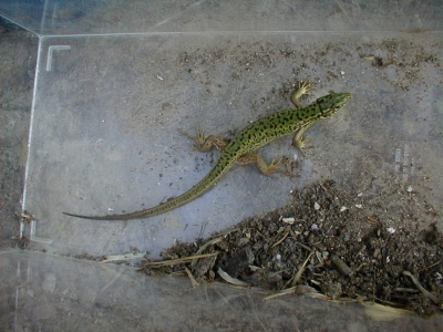 LEZARD VERT