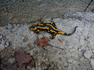 SALAMANDRE TRES RARE